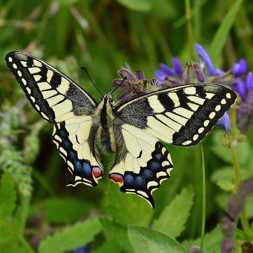 Förderung der Fauna im Kleingarten    