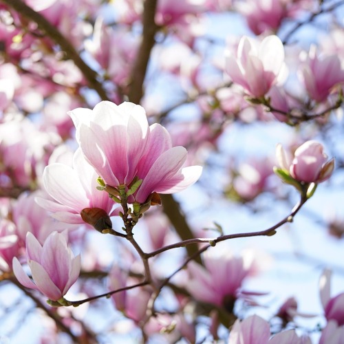 Schnitt von Zier- und Obstgeh&ouml;lzen (Praxis)