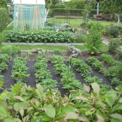 Gem&uuml;sebau - kein Garten ohne Gem&uuml;se